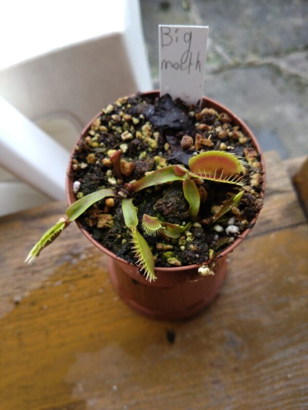 Dionaea giant big mouth