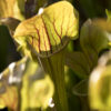 plante carnivore sarracenia whale tail