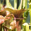 plante carnivore sarracenia whale tail