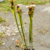 plante carnivore sarracenia adrian slack