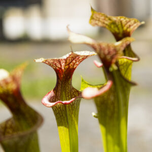 plante carnivore sarracenia adrian slack