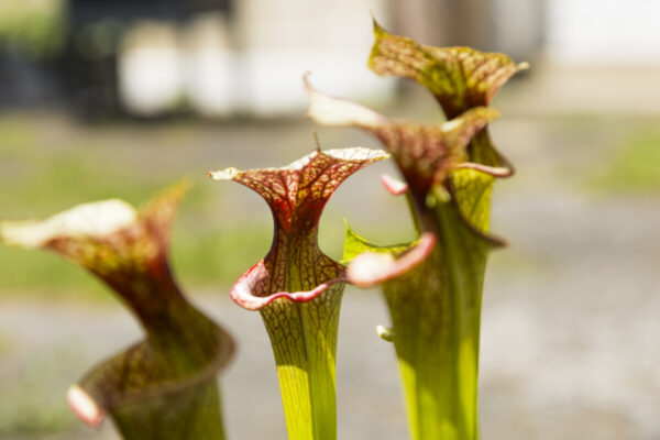 plante carnivore sarracenia adrian slack