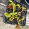Dionaea Fuzzy tooth – Image 2
