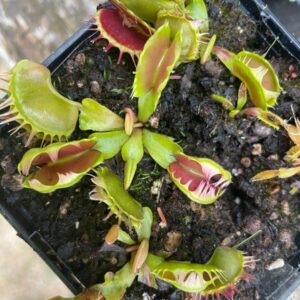 Dionaea Fuzzy tooth