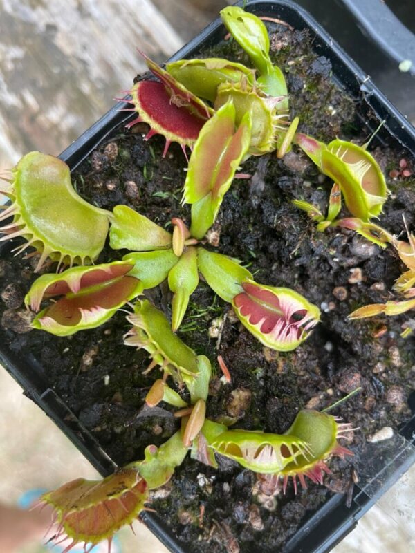 Dionaea Fuzzy tooth