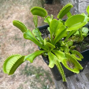Dionaea All green
