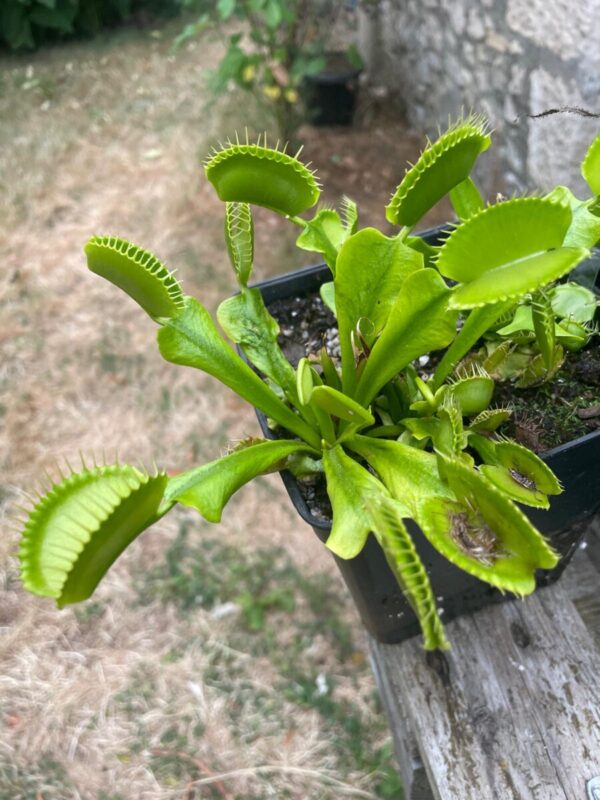 Dionaea All green