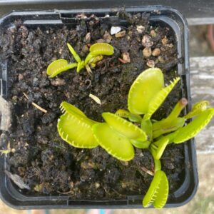 Dionaea Harmony