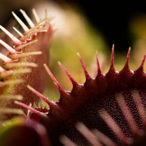 Dionaea Muscipula 'Akai Ryu'