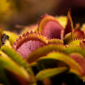 Dionaea Muscipula 'Bristle Tooth'