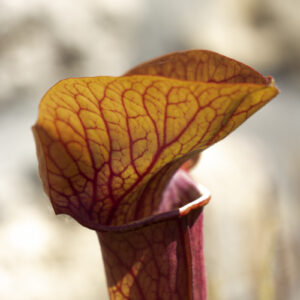 plante carnivore sarracenia whale tail