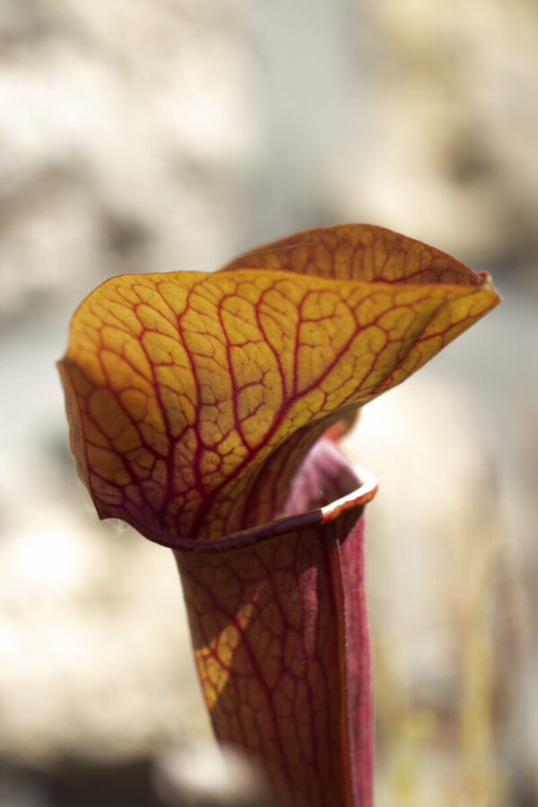 plante carnivore sarracenia whale tail