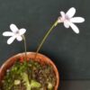 Pinguicula Parvifolia - Image 2