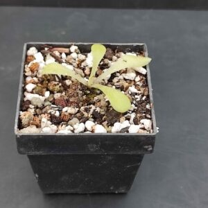 Pinguicula laxifolia