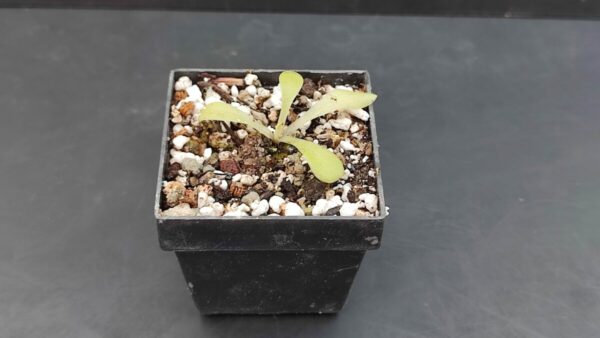 Pinguicula laxifolia
