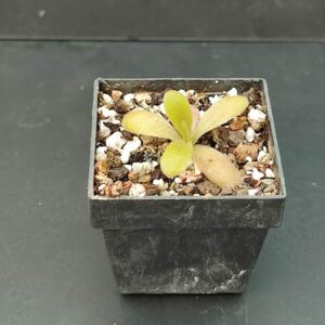 Pinguicula Martinezii