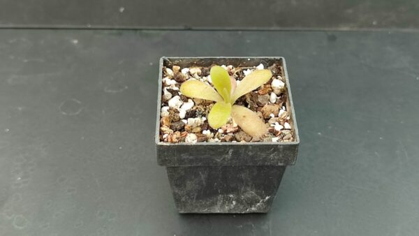 Pinguicula Martinezii