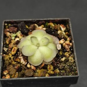 Pinguicula cyclosecta