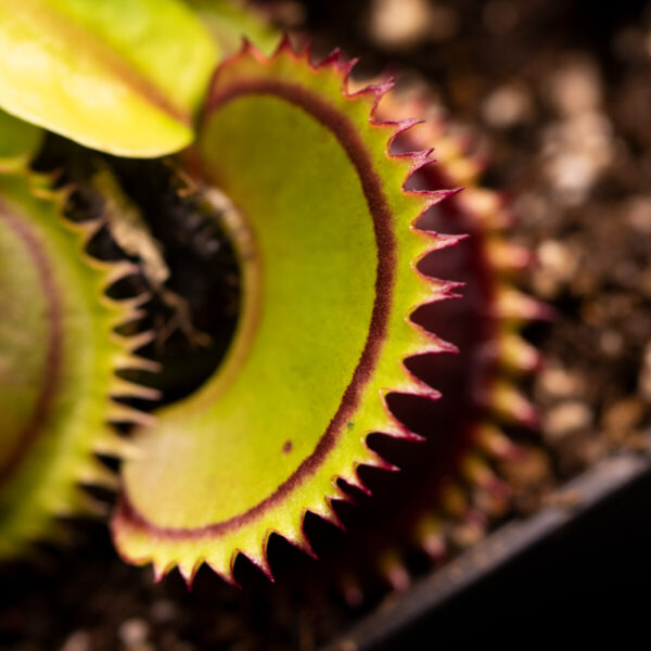 Dionaea Muscipula 'Dracula'