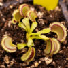 Dionaea Muscipula 'Dracula' – Image 2