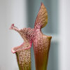 plante carnivore Sarracenia Leah Wilkerson White Knight x Large pink lipped Appalachicola