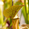 plante carnivore sarracenia whale tail