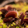 Dionaea Muscipula 'Akai Ryu' – Image 2