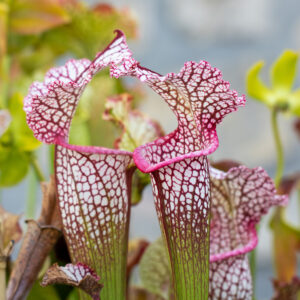 plante carnivore Sarracenia Leah Wilkerson White Knight x Large pink lipped Appalachicola