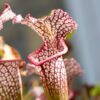 plante carnivore Sarracenia Leah Wilkerson White Knight x Large pink lipped Appalachicola