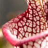 plante carnivore Sarracenia Leah Wilkerson White Knight x Large pink lipped Appalachicola