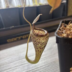 Nepenthes Vogelii