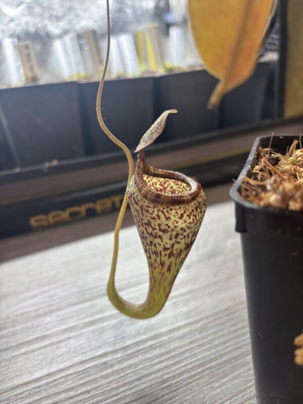 Nepenthes Vogelii