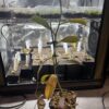 Nepenthes Vogelii
