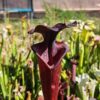 Sarracenia hybride unique (LB09) – Image 2