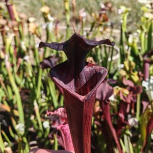 Sarracenia hybride unique (LB09)