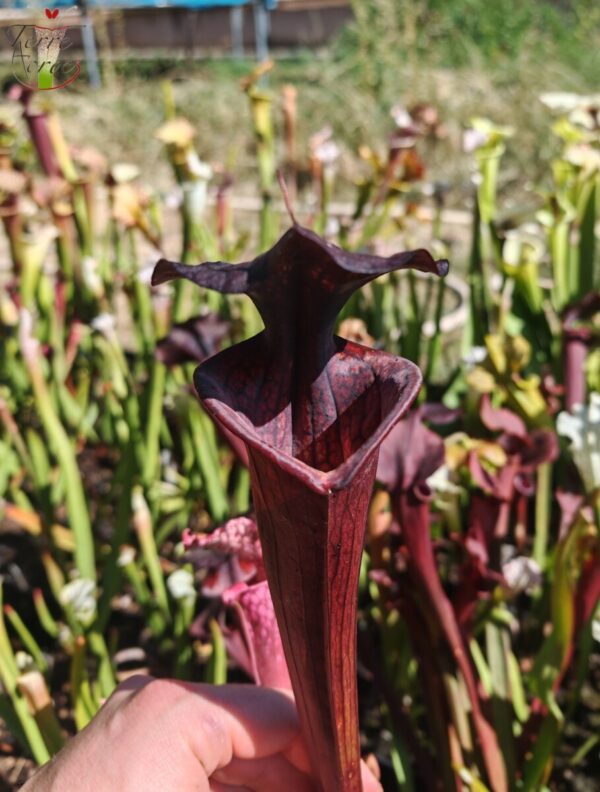 Sarracenia hybride unique (LB09)