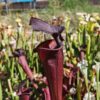 Sarracenia hybride unique (LB09) – Image 5