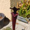 Sarracenia hybride unique (LB09) – Image 4