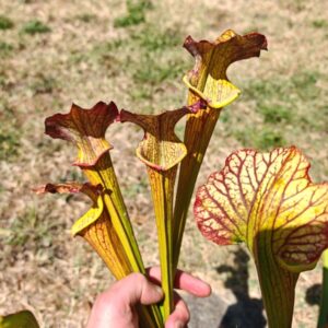 LBOB07 Single hybrid Sarracenia