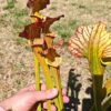 LBOB07 Sarracenia hybride unique – Image 2