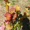 LBOB07 Sarracenia hybride unique – Image 3