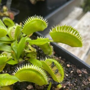 Dionaea Louchapates