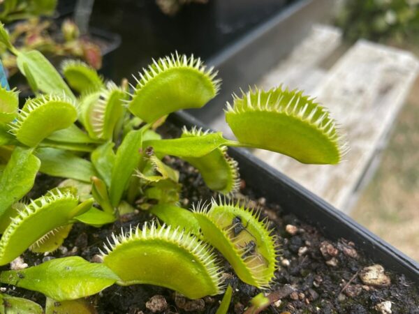 Dionaea Louchapates