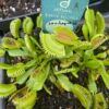 Dionaea Louchapates – Image 2