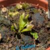 Lot 1 : D. Amteborus + D. Galaxy + D. Titan Z6 – Image 2