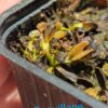 Lot 2 : D. Coquillage + D. Space + D. Giant Clam – Image 3