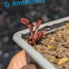 Lot 3 : D. Scarlatine + D. Amteborus + D. Microdent – Image 2