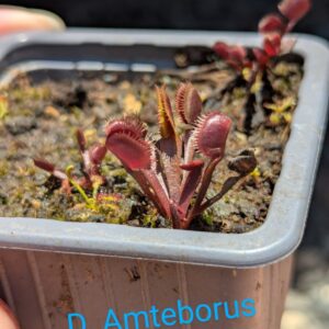 Lot 1 : D. Amteborus + D. Galaxy + D. Titan Z6
