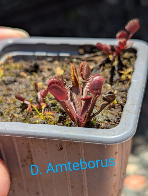 Lot 1 : D. Amteborus + D. Galaxy + D. Titan Z6