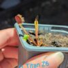 Lot 1 : D. Amteborus + D. Galaxy + D. Titan Z6 – Image 3